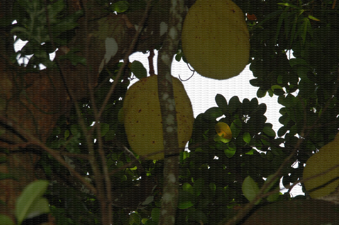 Fruits de jacquier, Artocarpus heterophyllus, île de la Réunion